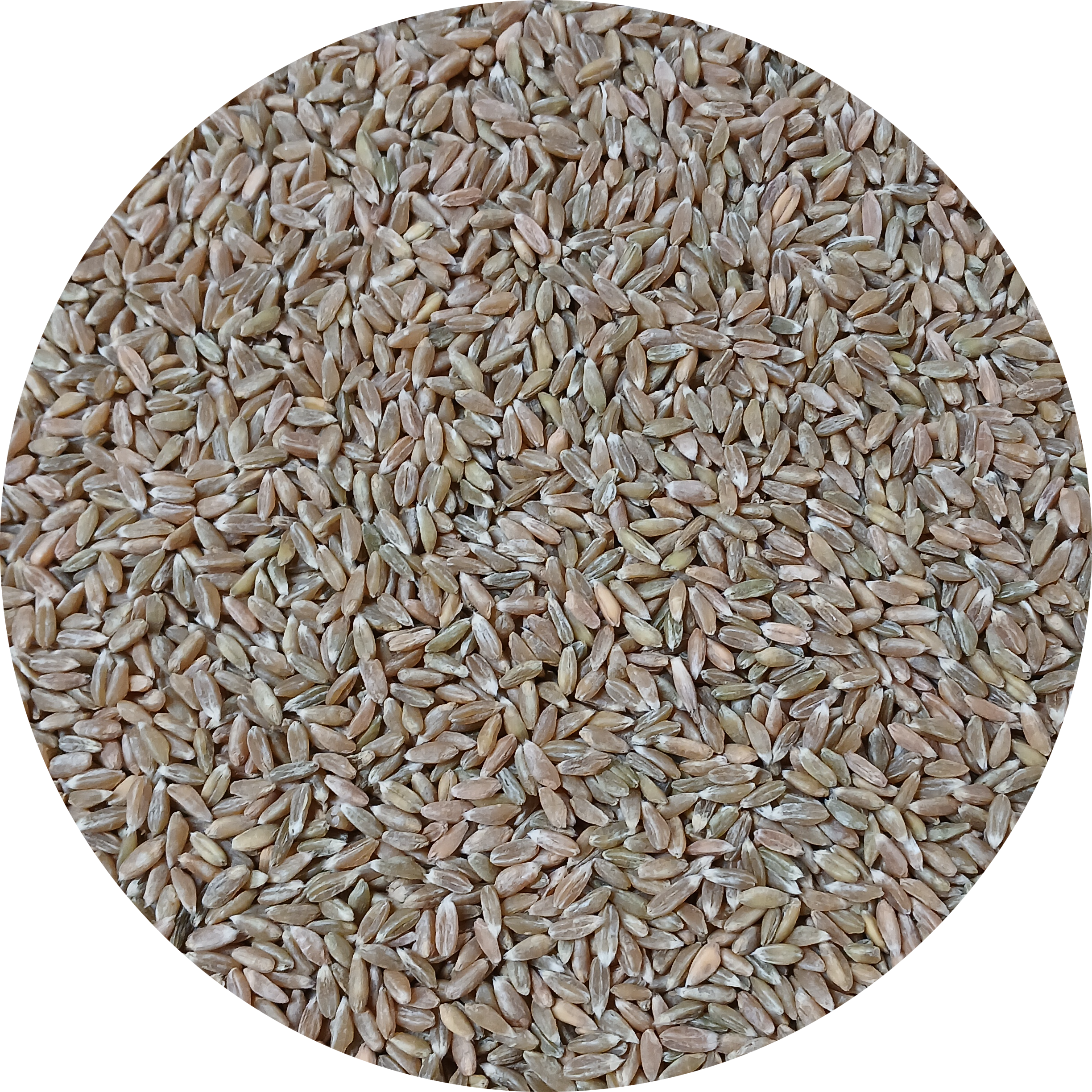 Groene Spelt / Grünkern